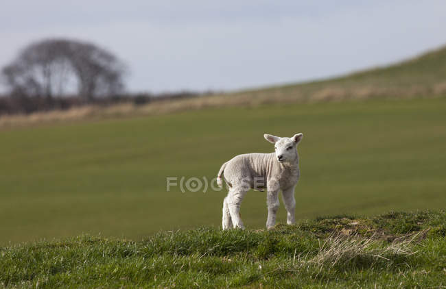 Alone  Small Lamb — Stock Photo