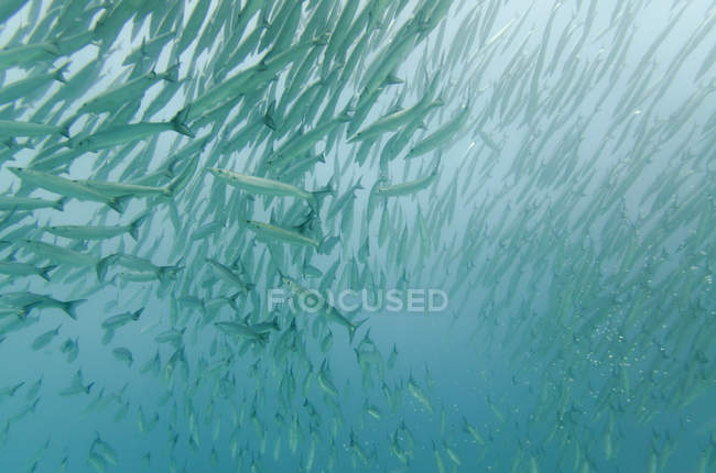 Pacific Barracuda Em água — Fotografia de Stock