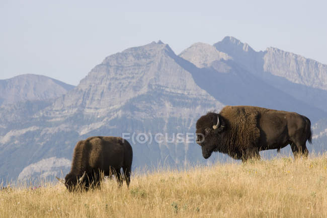 Buffalo dans les contreforts des montagnes Rocheuses — Photo de stock
