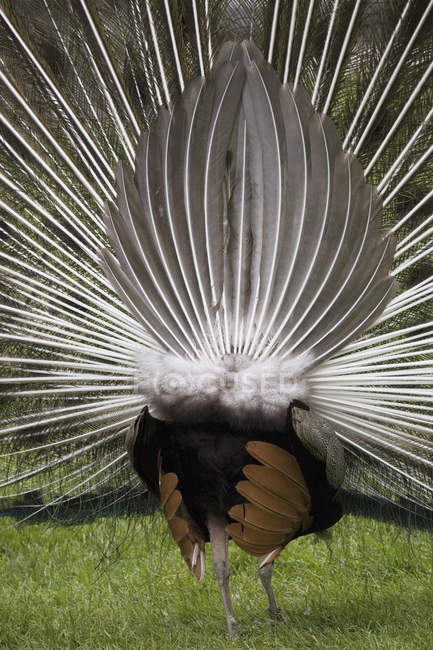 Rear Of Peacock With Feathers — Stock Photo