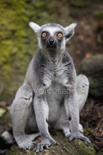 Ring-Tailed Lemur — Stock Photo