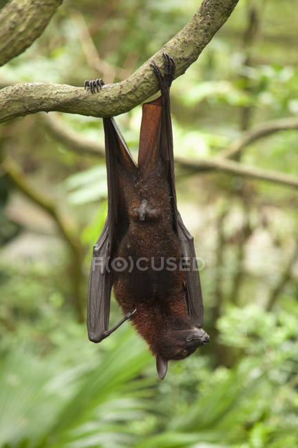 Raposa voadora morcego — Fotografia de Stock