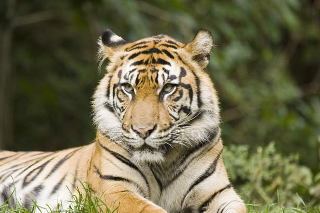 Siberian Tiger on green grass — Stock Photo