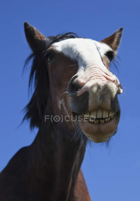 Лошадь улыбается и показывает зубы — стоковое фото