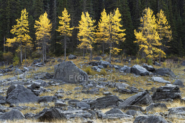 Aspen Trees In Rocks — Stock Photo