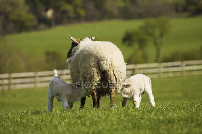Agnelli che allattano da madre pecora — Foto stock