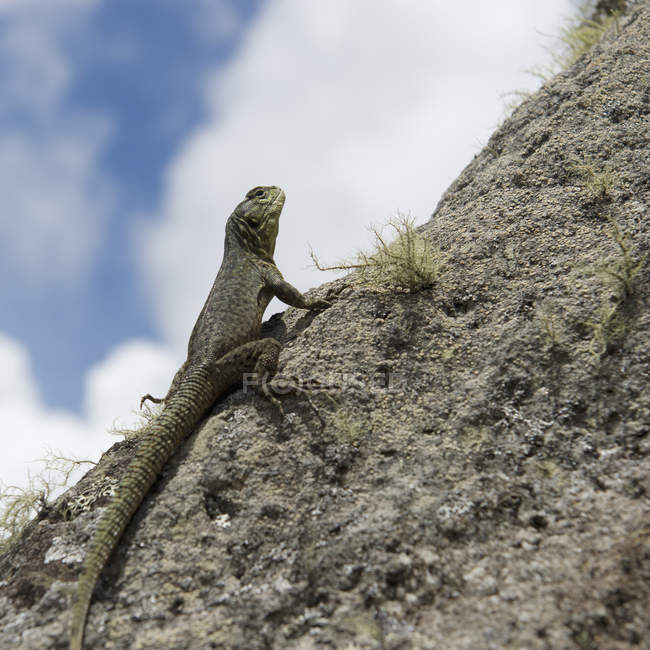 Lizard Climbs Side — Stock Photo