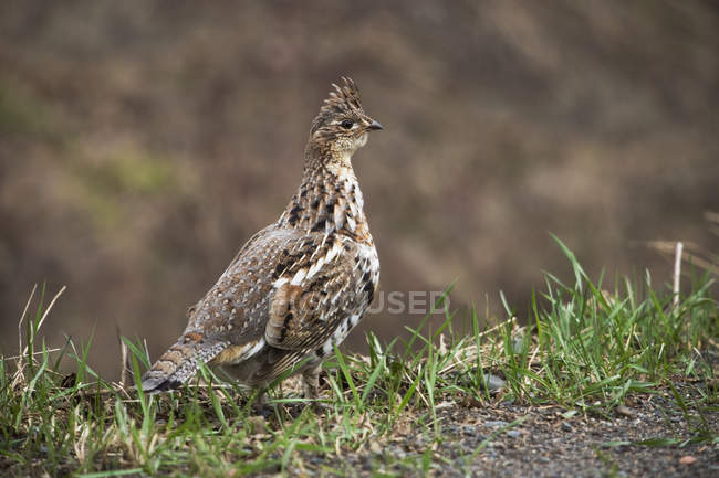Grouse In Grass standing on ground — Stock Photo