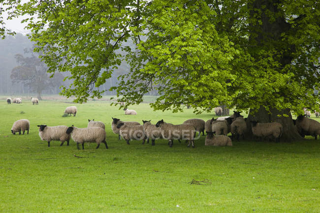 Ovelhas pastando na grama — Fotografia de Stock