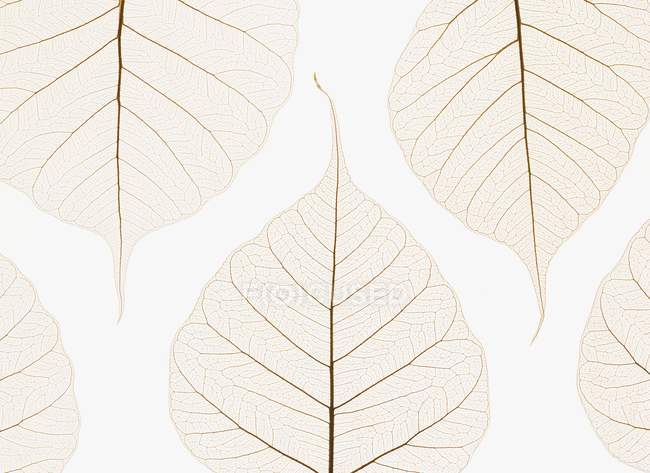 Шаруваті прозорі листя — стокове фото
