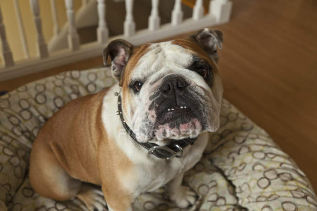 Bulldog inglese di razza pura — Foto stock