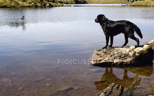 Dog on stone  Looking At Goose — Stock Photo