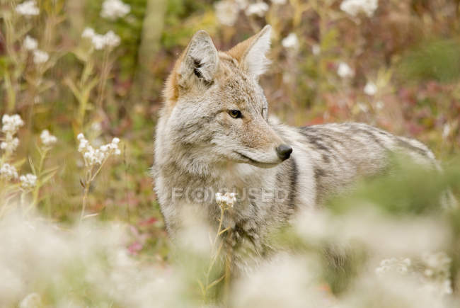 Молодой койот в лесу — стоковое фото