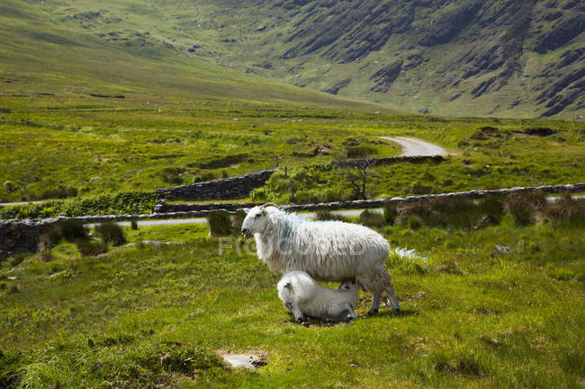Lamb Drinking It's Mother's Milk — Stock Photo