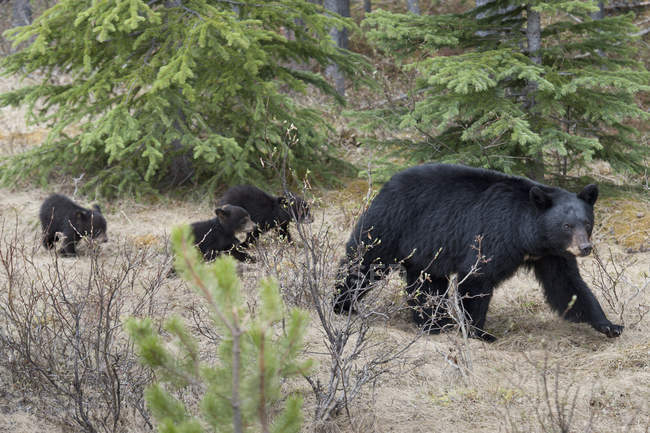 Чорний ведмідь з ведмежатами — стокове фото