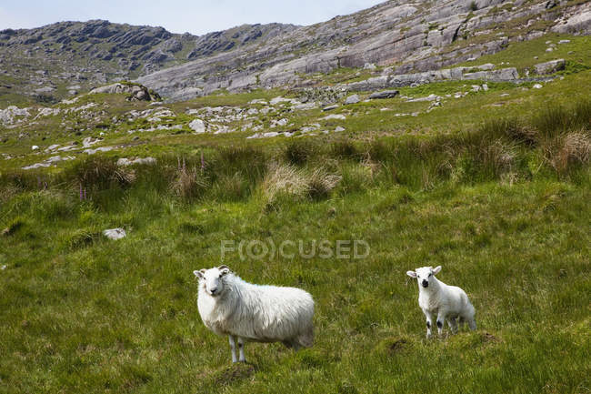 Ovelhas pastando na grama verde — Fotografia de Stock