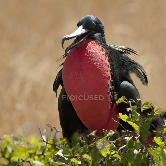 Frigatebird con bolsa de garganta - foto de stock