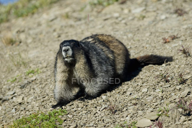 Hoary Marmot de pie en el suelo - foto de stock