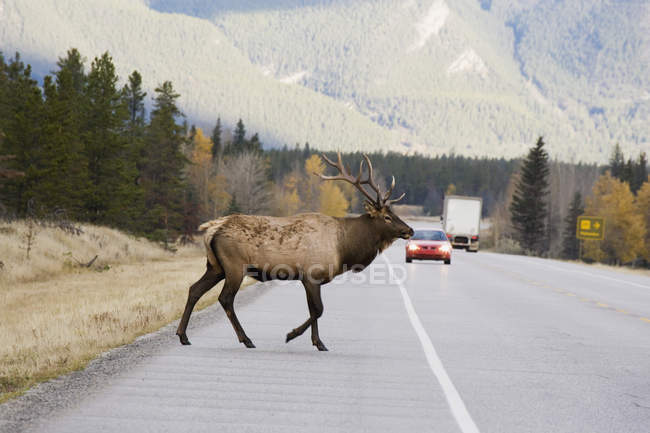 Elk Crossing Highway — Stock Photo