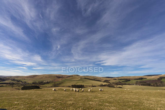 Pâturage des moutons dans les champs — Photo de stock