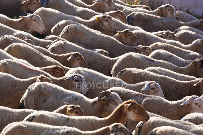 Bandada de ovejas al aire libre - foto de stock