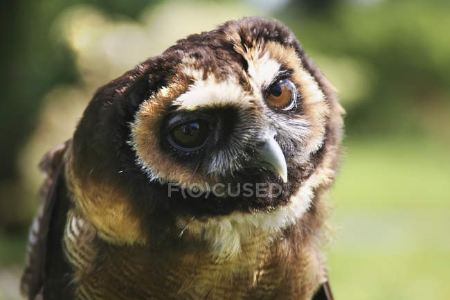 Russian Owl outdoors — Stock Photo