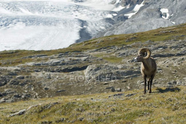 Bighorn Sheep in Meadow — Stock Photo