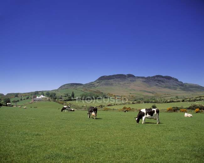 Pastoreo de ganado lechero - foto de stock
