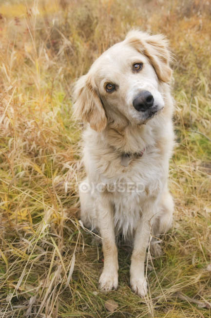 Mixed Breed Dog — Stock Photo