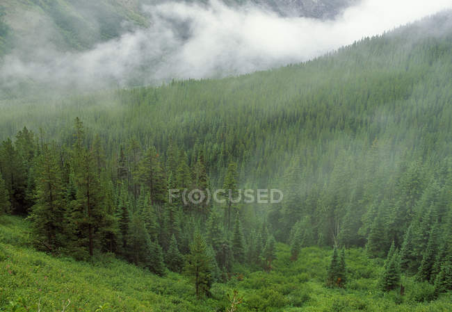 Hillside Em nevoeiro com floresta — Fotografia de Stock
