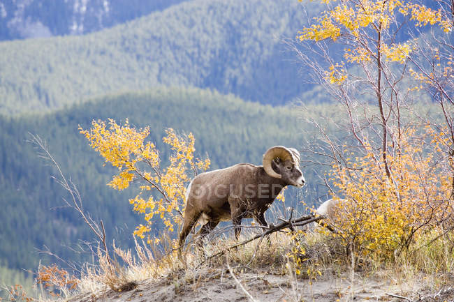 Carnero de oveja Bighorn - foto de stock