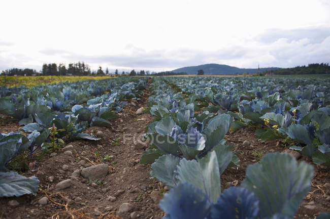 Crop In Garden; Saanichton — Stock Photo