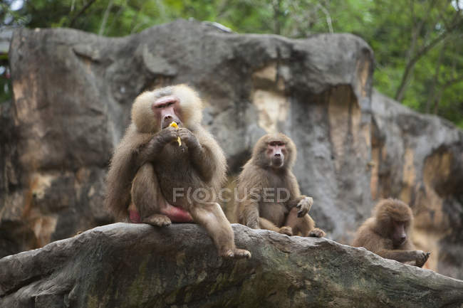 Babuino come fruta en el zoológico de Singapur - foto de stock