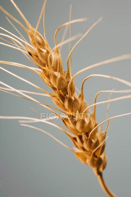 Пшеница на зеленом фоне — стоковое фото