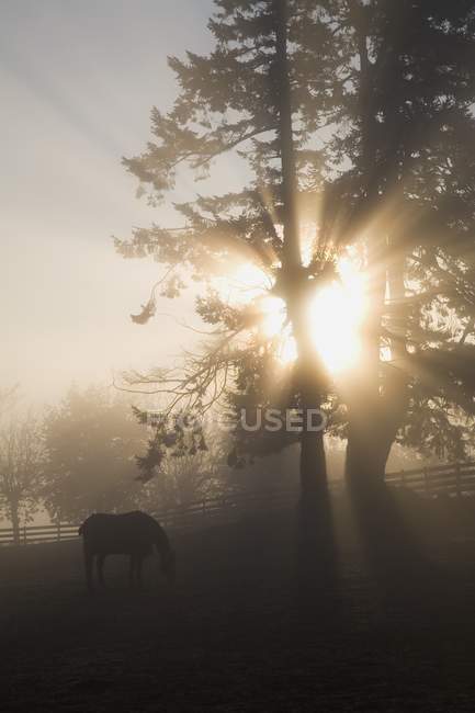 Sunlight Through Trees On Farm — Stock Photo