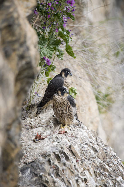 Giovane falco pellegrino — Foto stock
