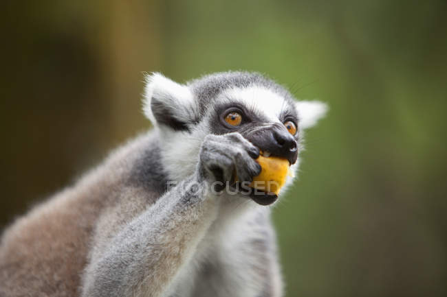 Lémurien à queue cerclée — Photo de stock