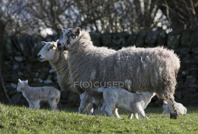 Pecore e agnelli che allattano — Foto stock