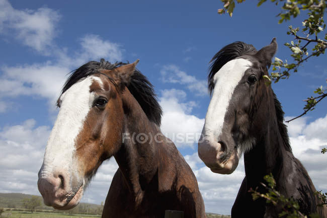 Две лошади Клайдсдейла — стоковое фото