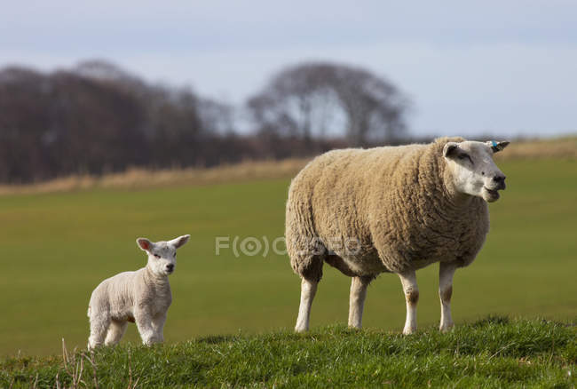 Овцы и ягненок, стоящие на траве — стоковое фото