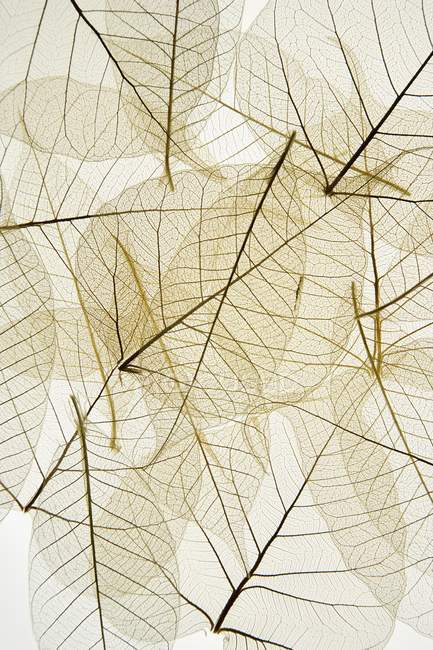 Слоистые прозрачные листья — стоковое фото