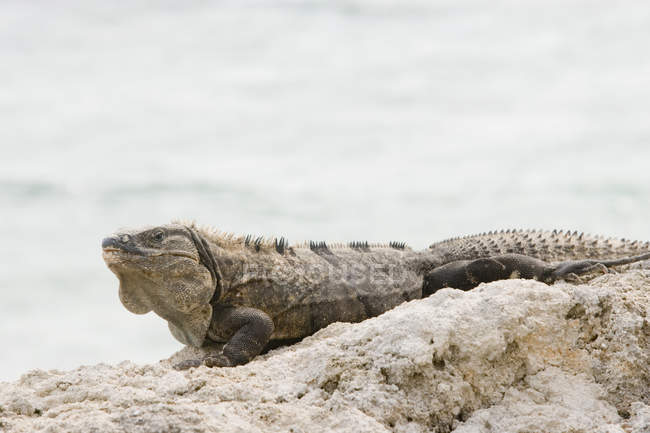 Iguana vert se prélasser sur les rochers — Photo de stock