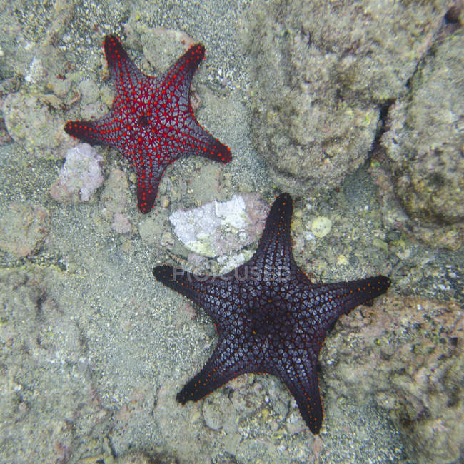 Estrella de mar bajo el agua en el suelo - foto de stock