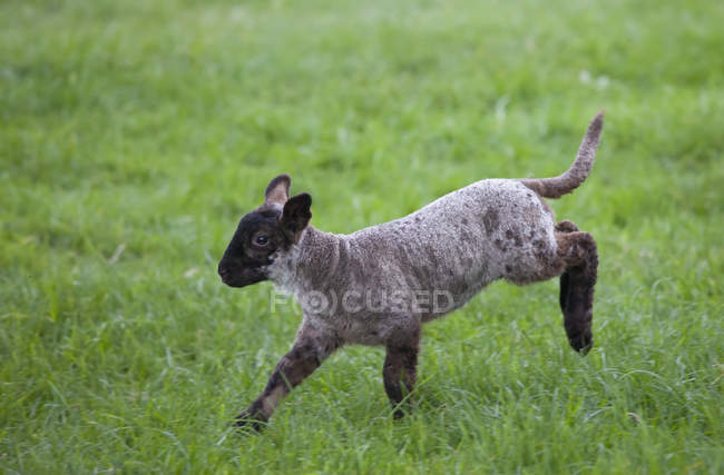 Lamb Leaping on Grass — стоковое фото