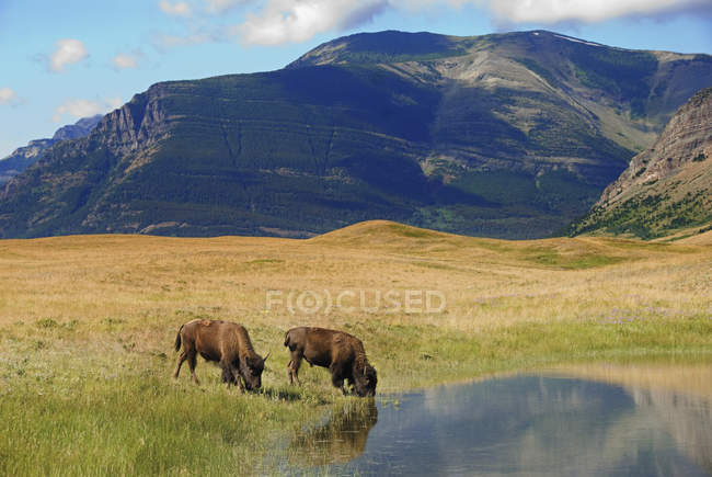 Бизоны, пьющие из пруда — стоковое фото