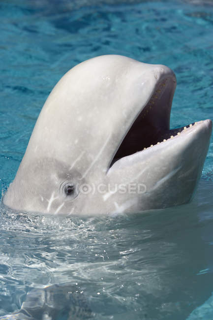 Ballena Beluga en la superficie del agua - foto de stock