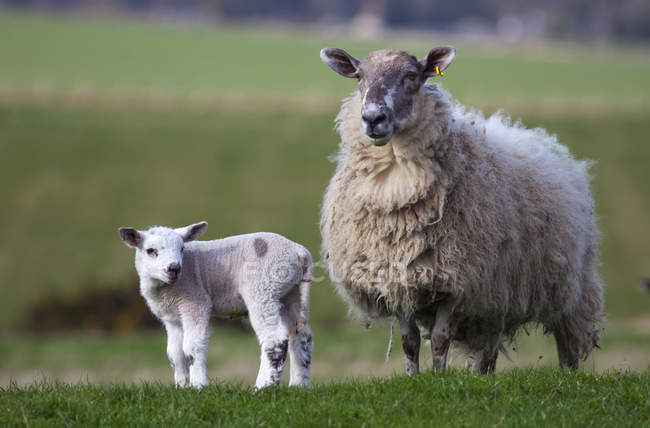Вівці і ягня стоячи на відкритому повітрі — стокове фото