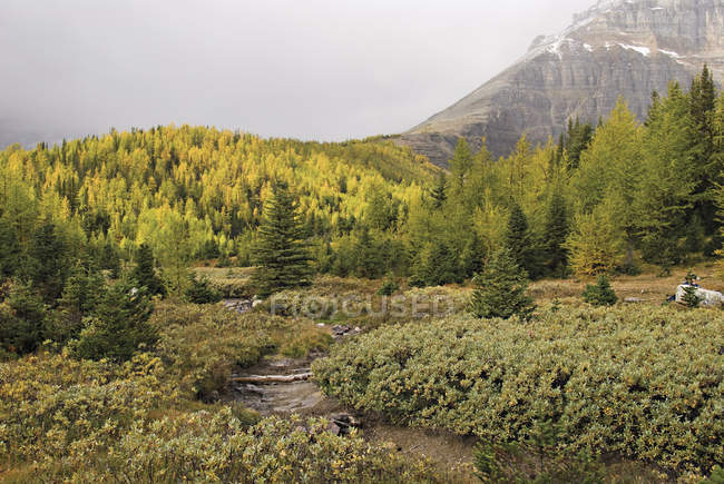 Larch Valley; Alberta, Canadá - foto de stock