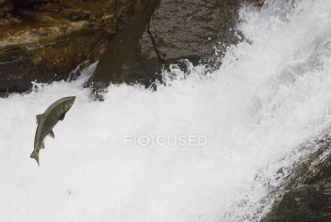 Лосось прыгает вверх по водопаду — стоковое фото