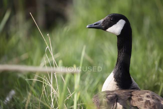 Canada Goose in grass — Stock Photo